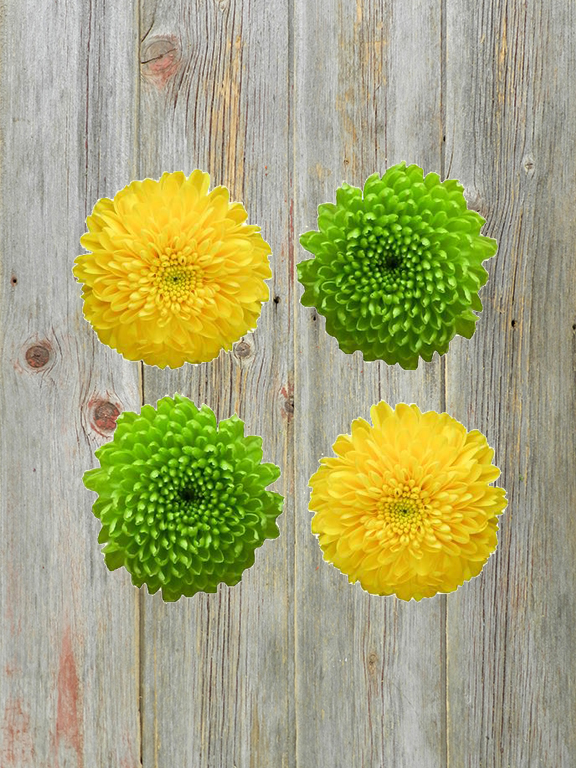 ASSORTED BUTTON POMPONS 12 GREEN AND 12 YELLOW